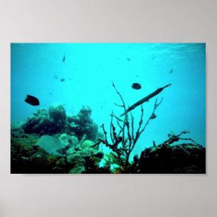 Coral Reef Poster