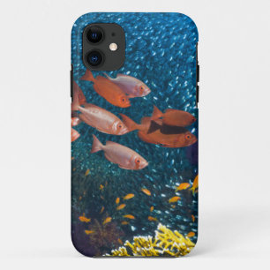 Coral Reef Scenery Bigeye Or Goggle-Eye iPhone 11 Case