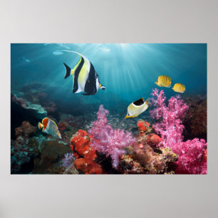 Coral Reef Scenery   Moorish Idol Poster