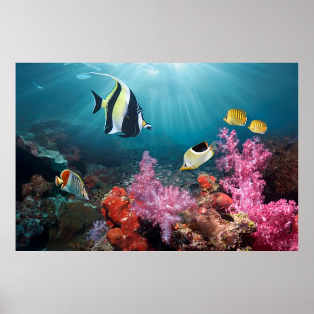 Coral Reef Scenery | Moorish Idol Poster (Front)