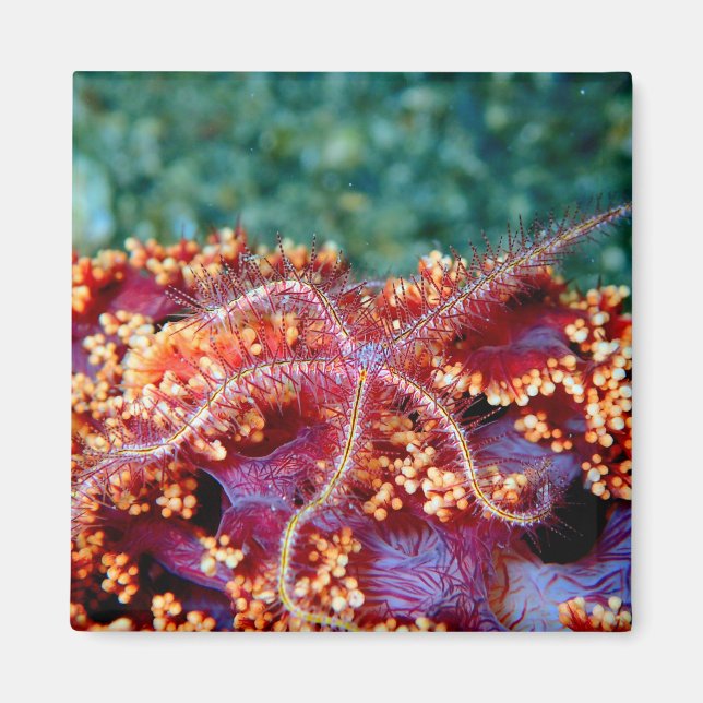 Coral reef starfish sea star pink green yellow  magnet (Front)