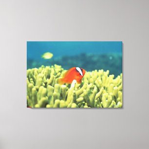 Coral reef teeming with tropical fish canvas print