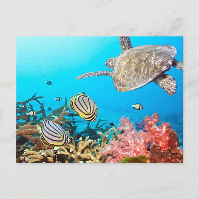 Coral Reef Turtle Naturescape Postcard (Front)