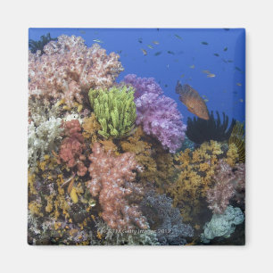 Coral reef, uderwater view magnet
