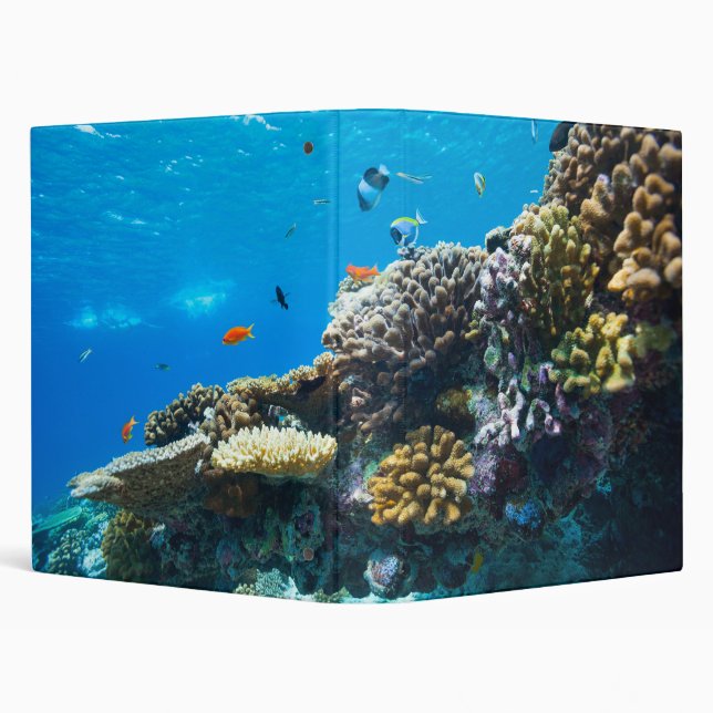 Coral reef underwater binder (Background)