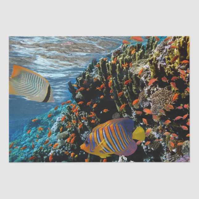 Coral Reef with Fire Coral and Exotic Fishes       Tissue Paper (Front)