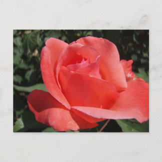 Coral Rose Postcard