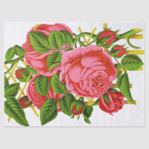 Coral Roses Vintage Print Tissue Paper