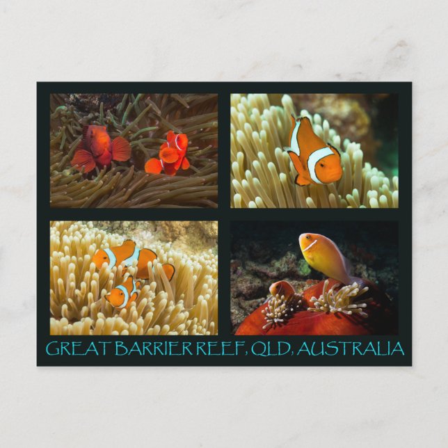 Coral Sea Postcard - Clownfish (Front)