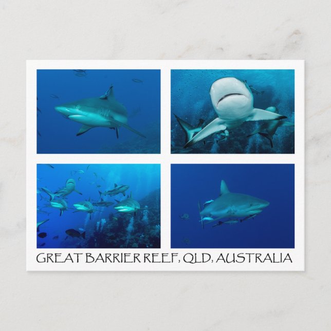 Coral Sea Postcard - Reef Sharks (Front)