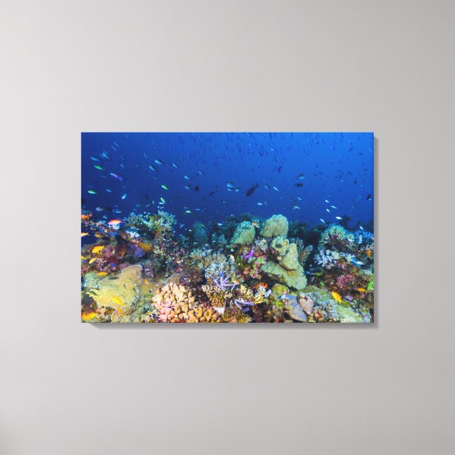 Coral Sea - Tropical Fish & Reef - Wrapped Canvas (Front)