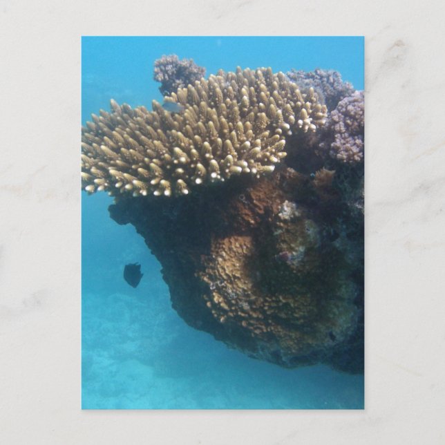 Coral Seascape Postcard (Front)