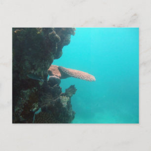 Coral Shelf Postcard