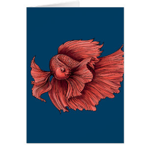 Coral Siamese combat le poisson