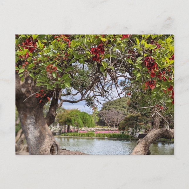 Coral Tree in the Park Postcard (Front)