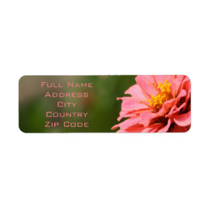 Coral zinnia flower