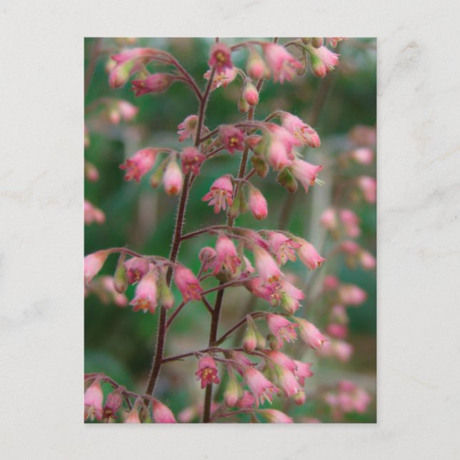 Coralbell Flowers Postcard (Front)