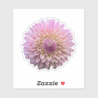 Coralie Dahlia Flower 