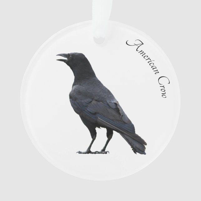 Corbeau américain (devant)
