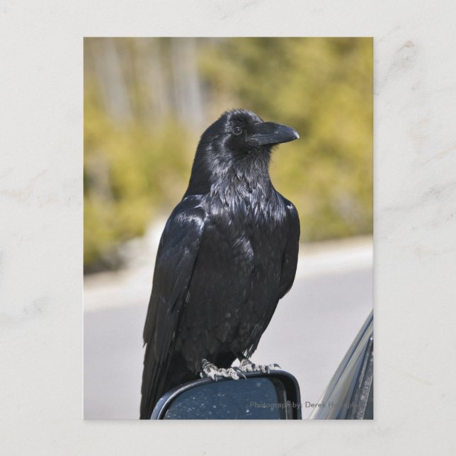 Corbeau noir - carte postale (Devant)