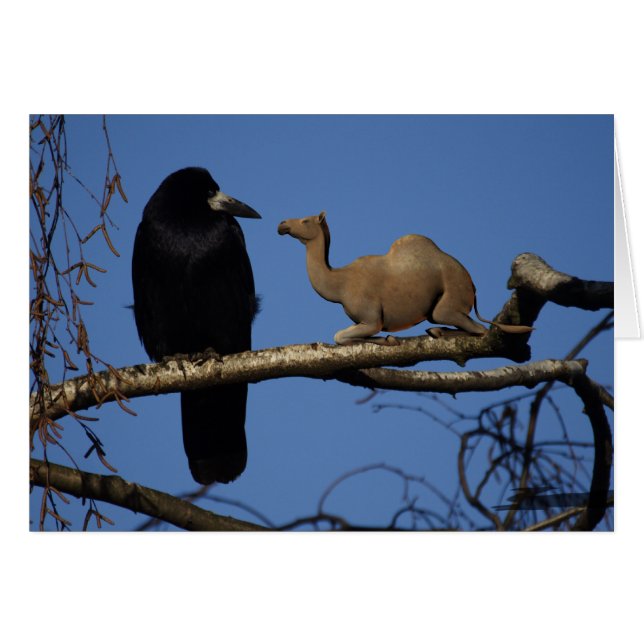 Corbeau surpris (Devant horizontal)