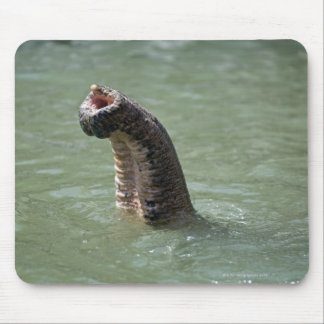 Corbett National Park, Uttaranchal, India Mouse Pad