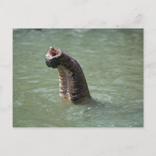 Corbett National Park, Uttaranchal, India Postcard