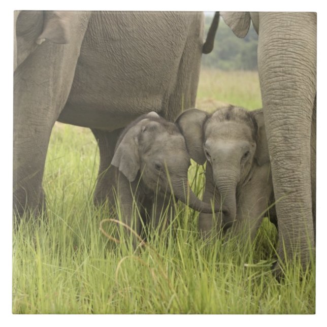 Corbett National Park, Uttaranchal, India. Tile (Front)
