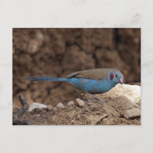 Cordon-Bleu Postcard