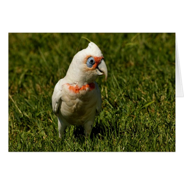 Corella beak bird feathers flying Australian bird (Front Horizontal)