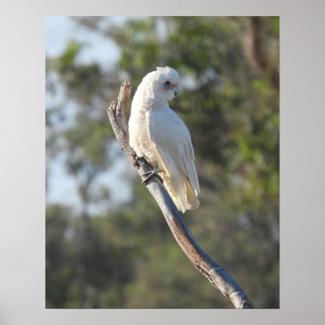 Corella Bird Poster (Front)