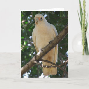 Corella Greeting Card