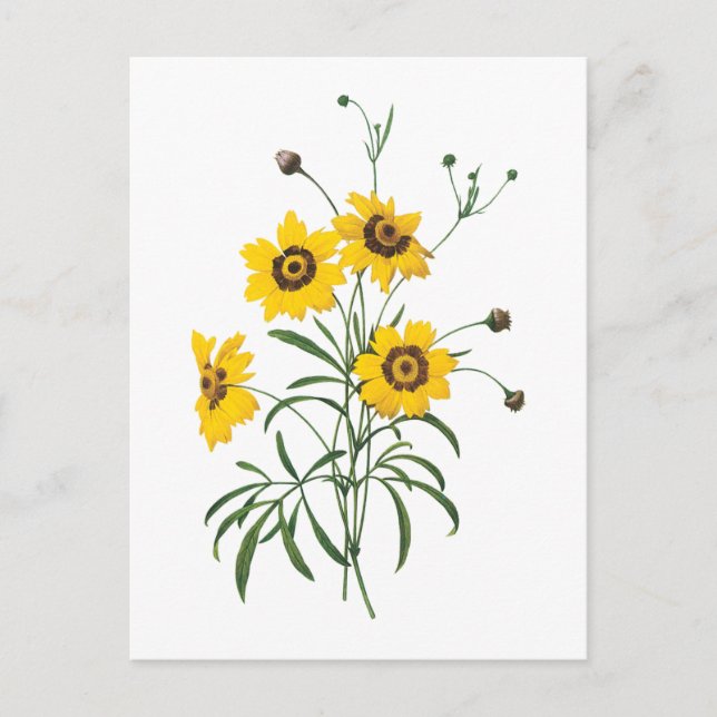 coreopsis(Coreopsis elegans) by Redouté Postcard (Front)