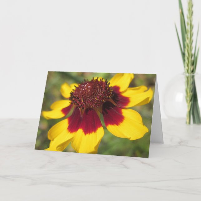 Coreopsis Flower Macro Photo Blank Greeting Card (Front)