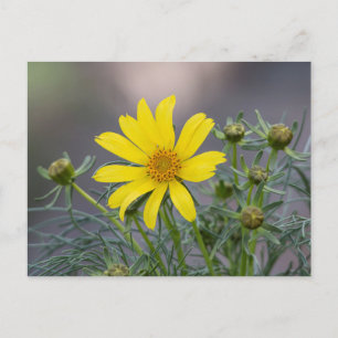 Coreopsis postcard