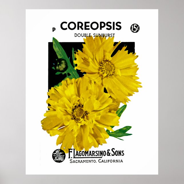 Coreopsis Poster (Front)