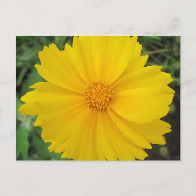 Coreopsis Yellow Flower Bloom Postcard (Front)