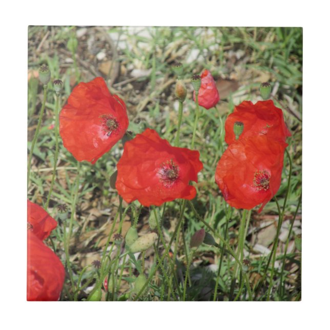 Corfou Red Poppies Carreaux en céramique (Devant)