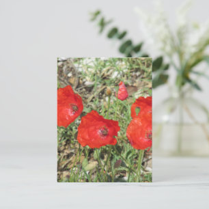 Corfu Red Poppies  Postcard