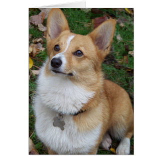 Corgi beau