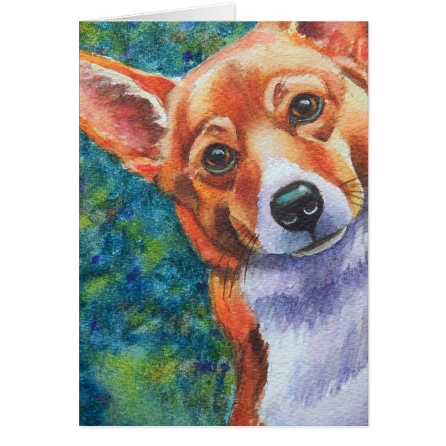 Corgi Curious Dog (Front)