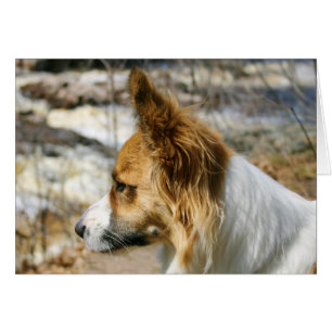 Corgi de Gallois de cardigan