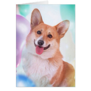 Corgi de sourire avec des ballons