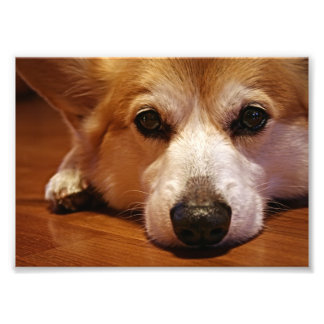 Corgi Face Photo Print