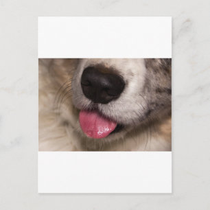 Corgi Kisses Postcard