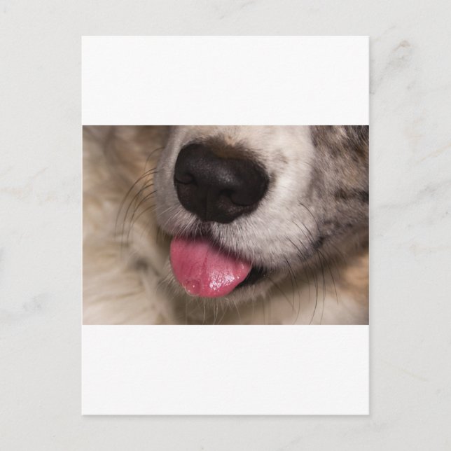 Corgi Kisses Postcard (Front)