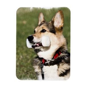 Corgi Magnet