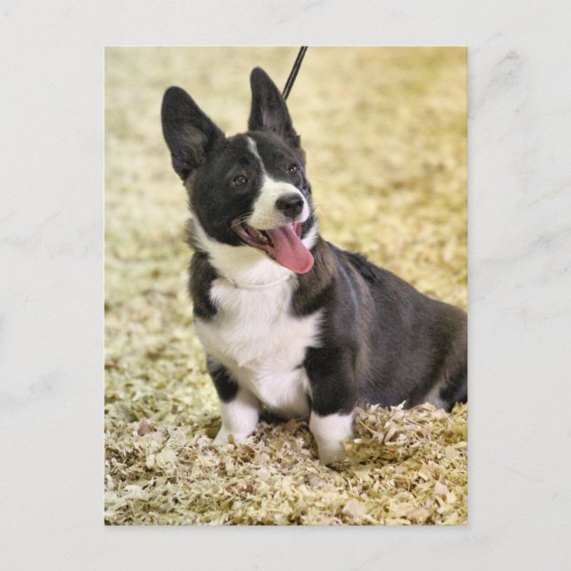 Corgi Postcard (Front)
