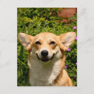 Corgi Postcard