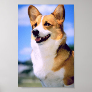 Corgi Poster